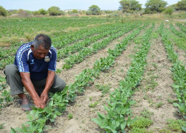 Agricultores en quiebra piden implementar Fondo de Salvataje y Reactivación de la agricultura familiar de S/ 5 mil millones