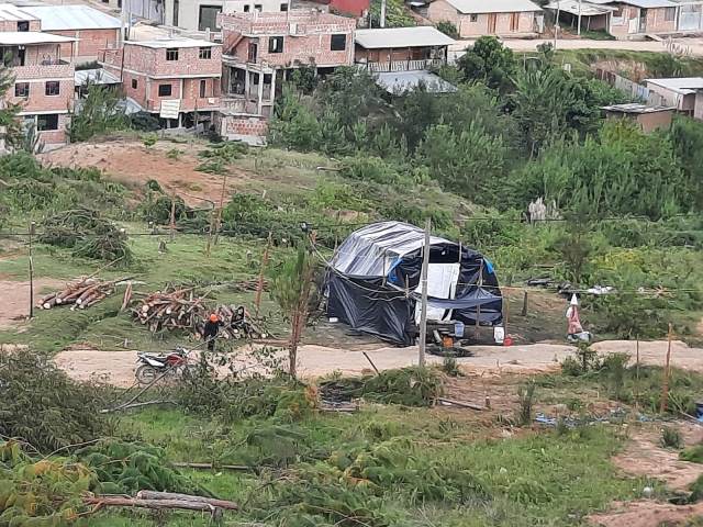 ARBORICIDIOâ€¦.yo dirÃ­a eco suicidio para Chachapoyas, la Ciudad JardÃ­n y el planeta
