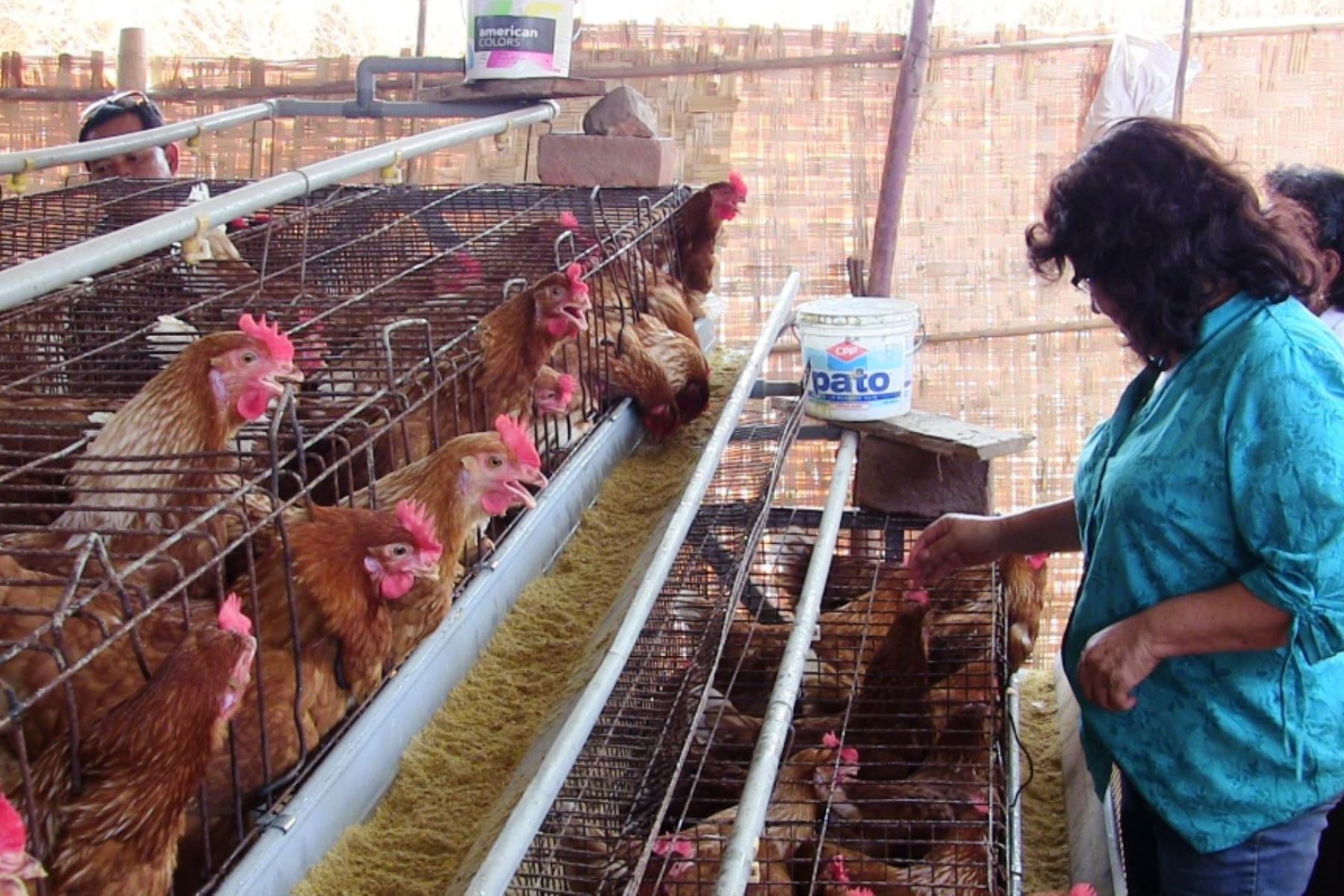 Gripe aviar: sacrifican aves de corral en Huacho y Chiclayo para evitar más contagios