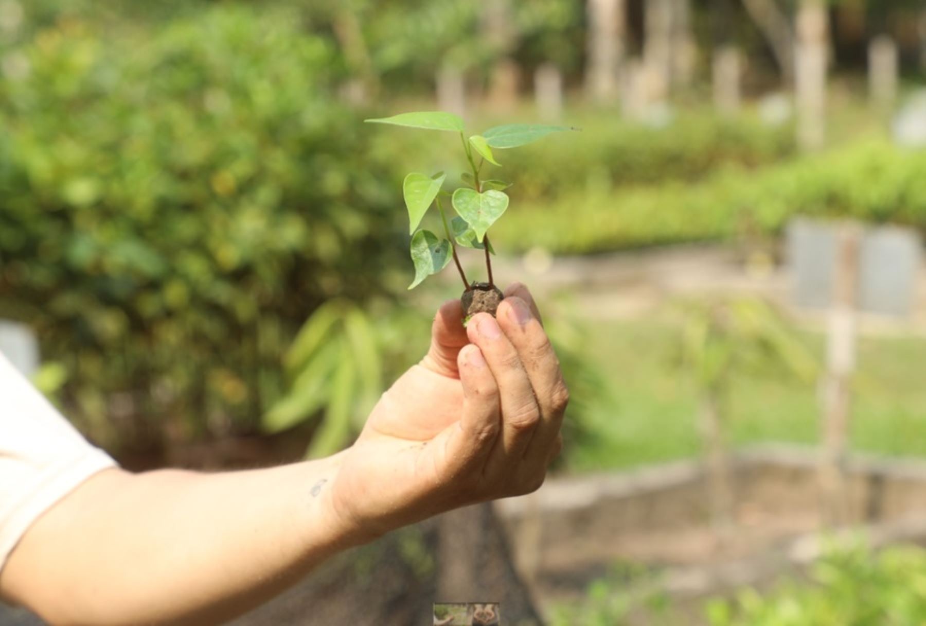 ¿Con qué técnica innovadora se restaurarán zonas dañadas por incendios forestales en Perú?