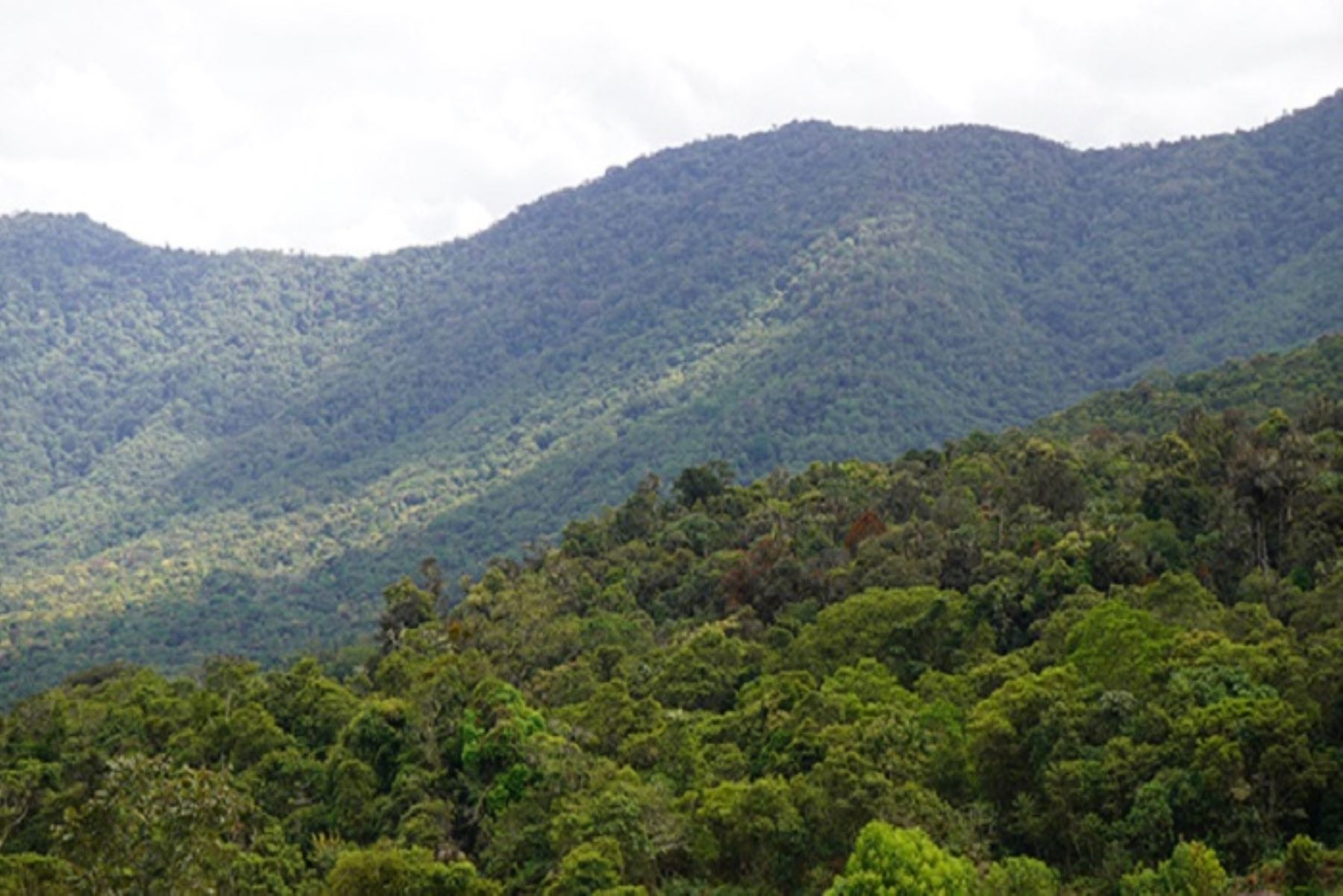 Nueve gobiernos regionales reciben asistencia técnica para ordenamiento forestal