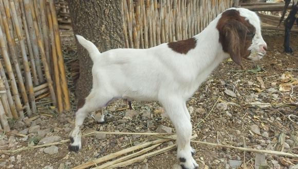 Nacen primeras cabras cruzadas por inseminaciÃ³n artificial con alta calidad genÃ©tica en Amazonas