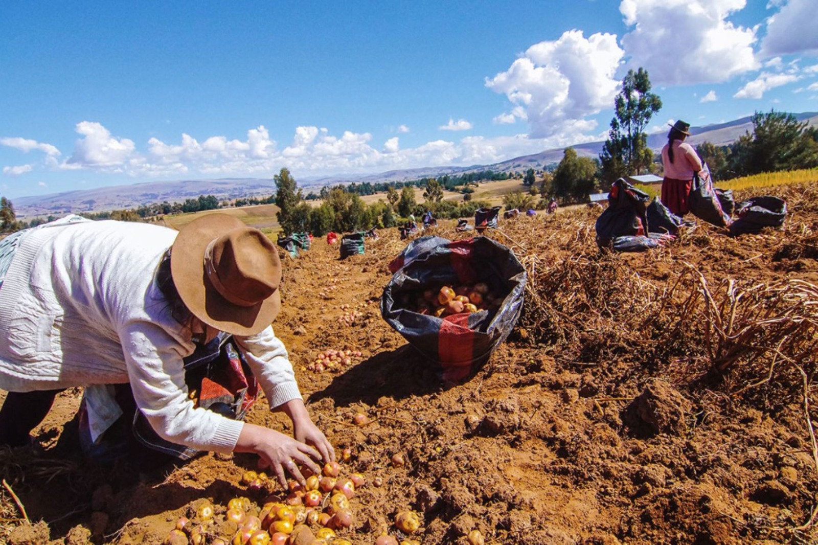 Carta NÂº 710: Reflexiones en torno al dÃ­a del campesino (24-06-19)