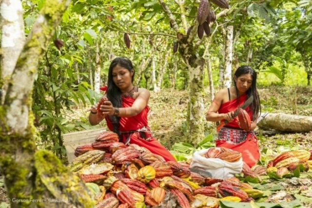 Presentan ediciÃ³n especial de chocolates para conservar la Cordillera de ColÃ¡n