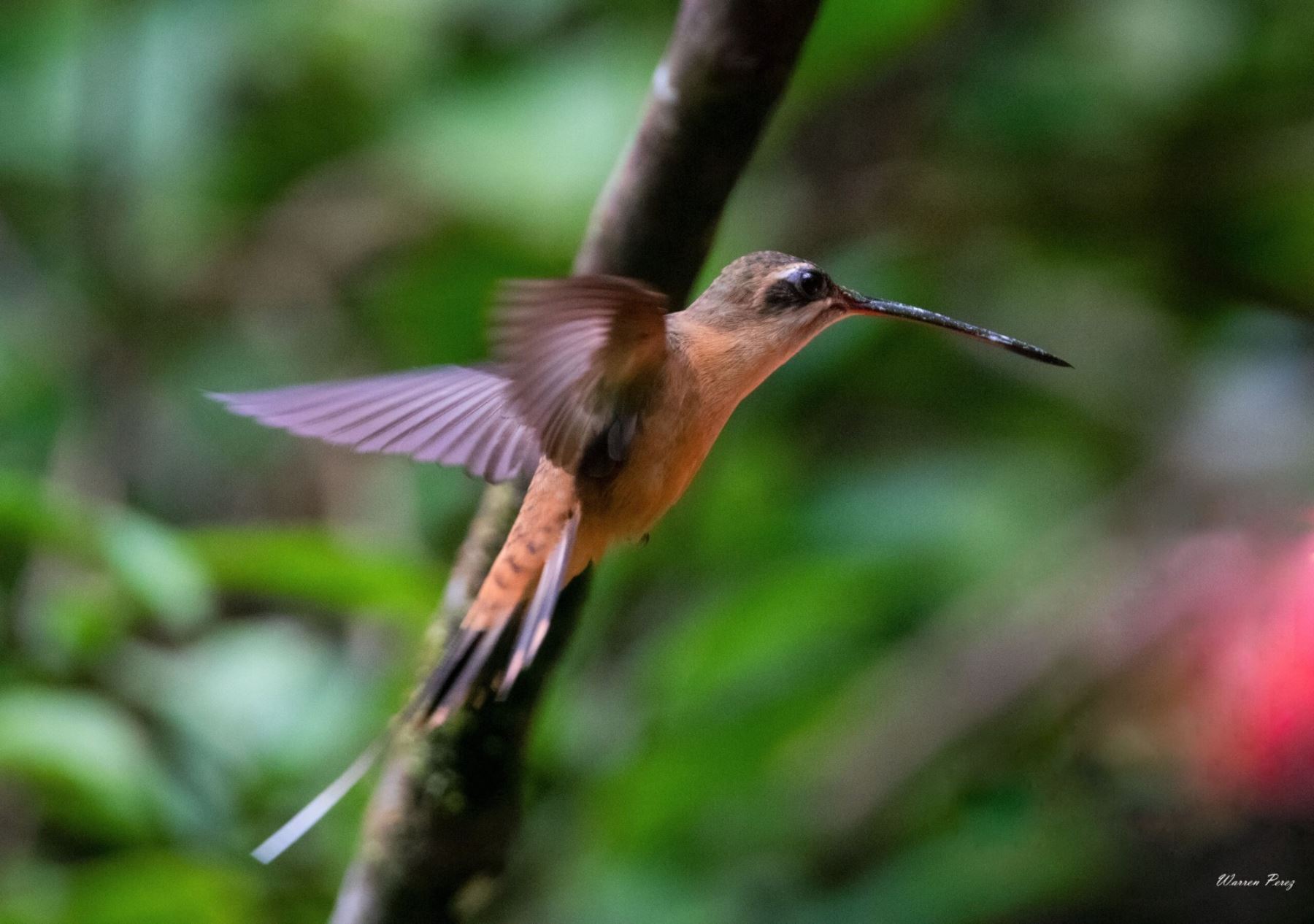 El PerÃº lanzarÃ¡ estrategia para posicionarse como lÃ­der mundial de diversidad de aves
