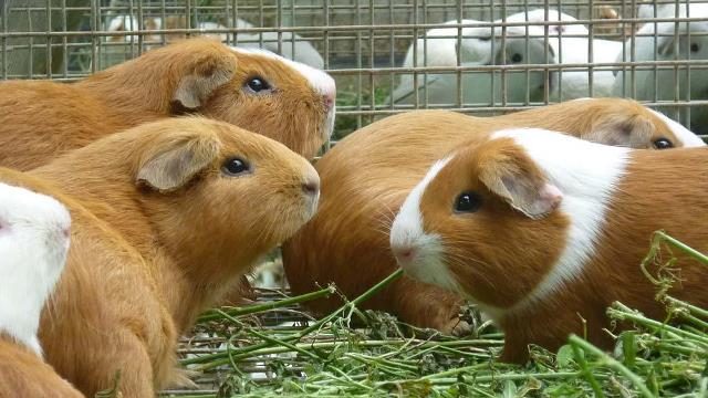 La carne de cuy combate el cÃ¡ncer y fortalece el cerebro