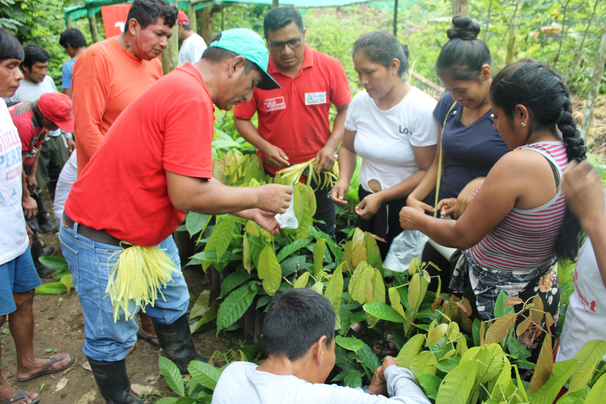 Proyecto de Cacao en Amazonas recibe cofinanciamiento y apoyo de Petroperú para mejorar comercialización