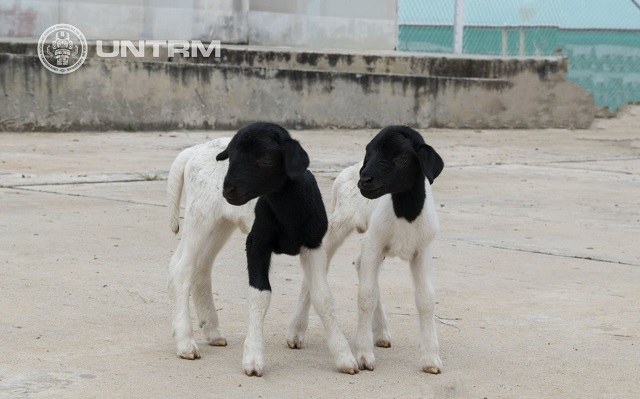 Nacen ovinos DORPER producto de transferencia de embriones en la UNTRM