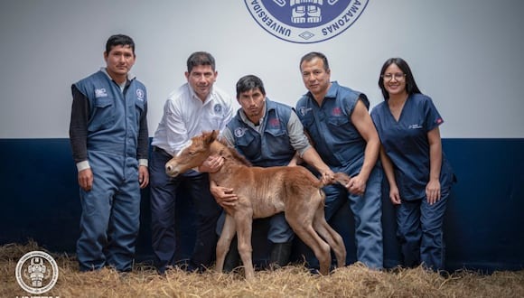 Proeza cientÃ­fica: universidad de Amazonas logra clonar el caballo peruano de paso