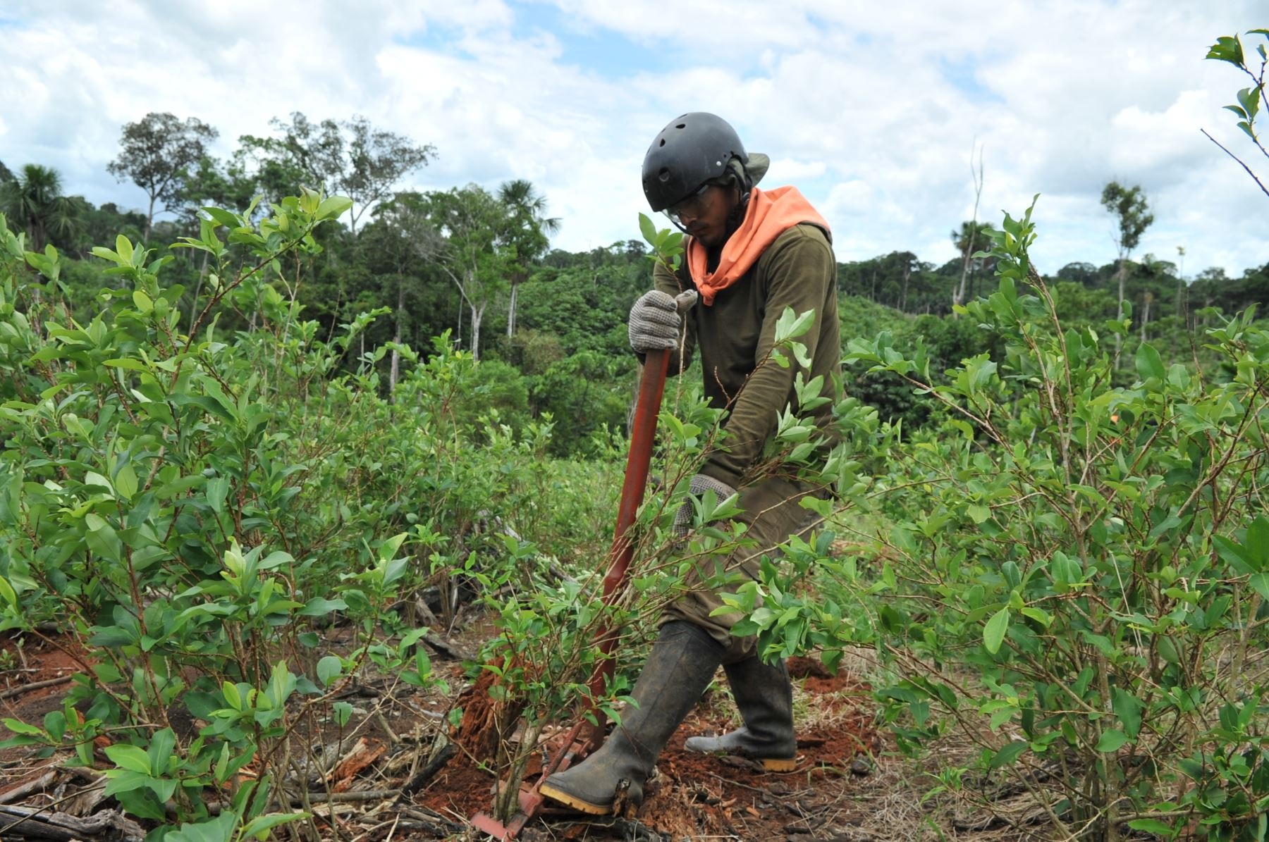 Mininter erradica casi 8,000 hectáreas de cultivos ilegales de coca en lo que va del año