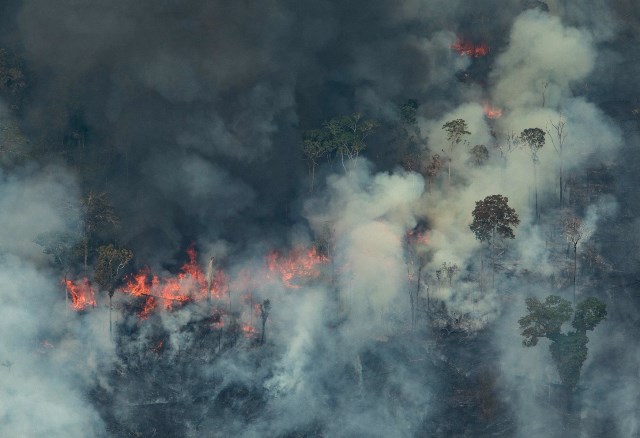 Estiman pÃ©rdida de 40,000 Ã¡rboles de maderas preciosas por fuego en Bolivia