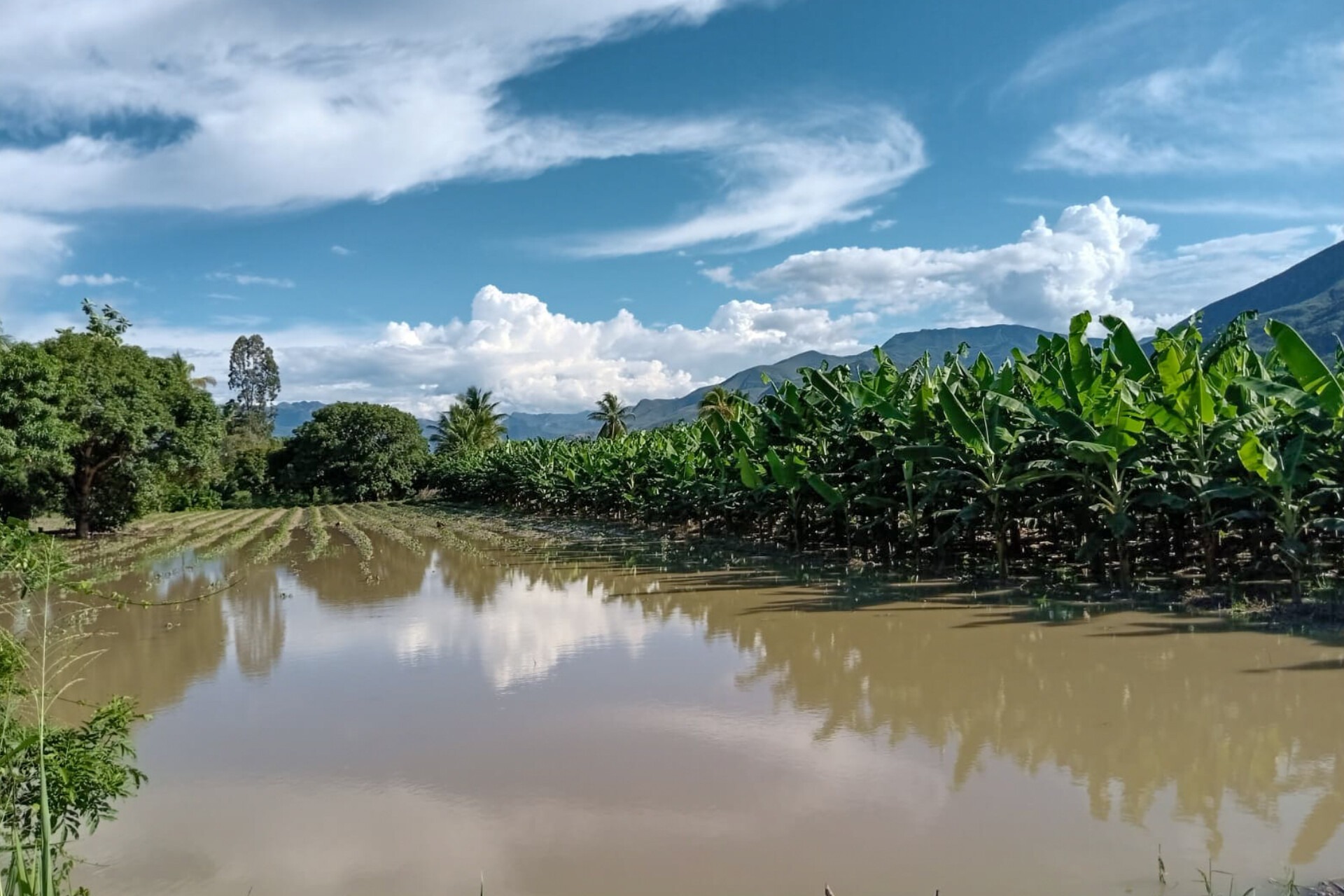 Seguro Agrario Catastrófico: Más de 1,300 hectáreas de cultivos dañadas en Amazonas por intensas lluvias  