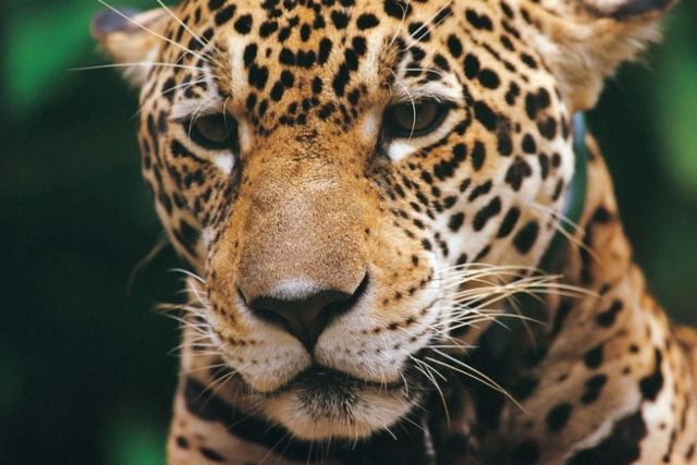 Perú solicitará la conservación del jaguar en convención mundial de especies migratorias