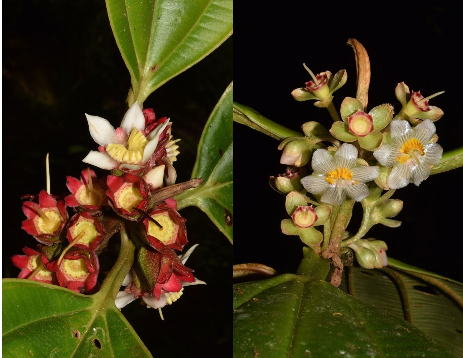 Â¡Valioso hallazgo! Descubren siete nuevas especies de plantas en la AmazonÃ­a peruana