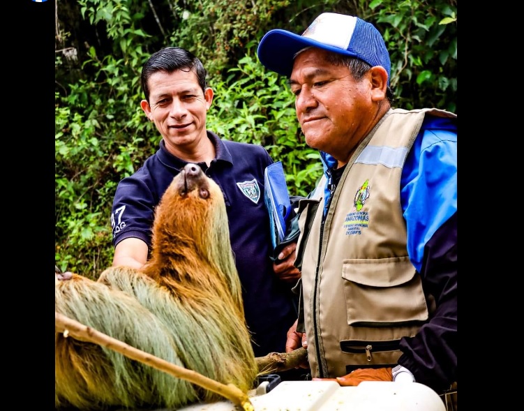 Amazonas: investigación de la UNTRM identifica corredores ecológicos para conservar al oso andino
