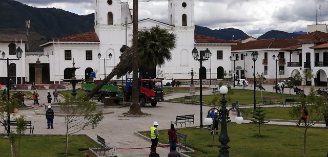 Ayer se talaron las tres palmeras de la Plaza Mayor de Chachapoyas