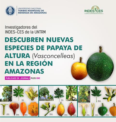 Investigadores de la UNTRM a través del INDES-CES descubren 5 nuevas especies de papaya de altura del género Vasconcellea en la región Amazonas