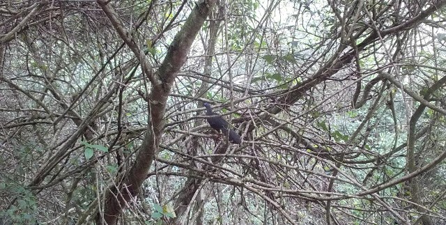 Especies de fauna silvestre son registradas por cÃ¡maras trampa instaladas en el ACR Bosques Tropicales Estacionalmente Secos del MaraÃ±Ã³n