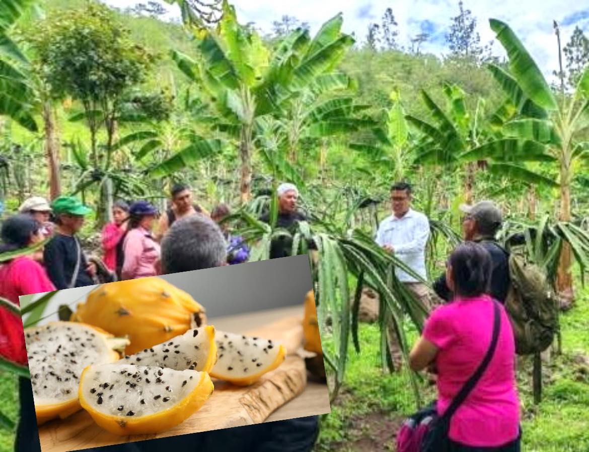 Amazonas impulsa producción de pitahaya amarilla con apoyo técnico del INIA