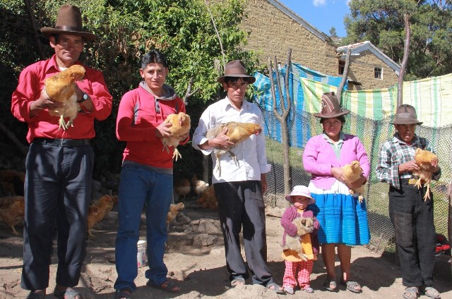 Foncodes: 118 mil familias alimentan y educan a sus hijos con crianza de gallinas y venta de huevos