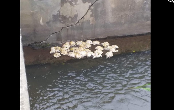 Alerta en Lamud: Pollos en descomposición a orillas del río Jucusbamba ponen en riesgo la salud pública