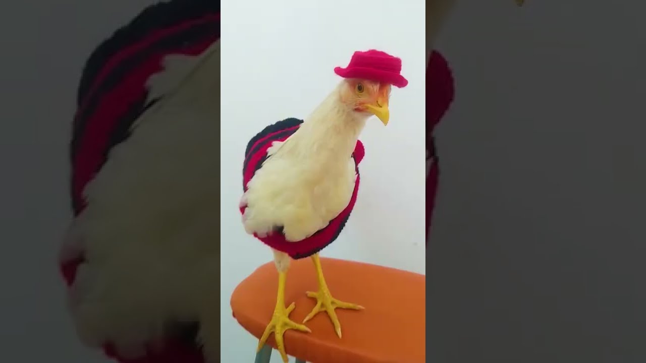 Ni vivo ni muerto, el pollo estÃ¡ preso