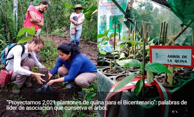 â€˜Semilla Benditaâ€™: el proyecto forestal que busca salvar el Ã¡rbol de la quina en PerÃº 