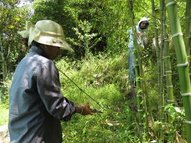 Bongará: la autoridad regional ambiental inició el repique de 20 mil plantones de bambú 