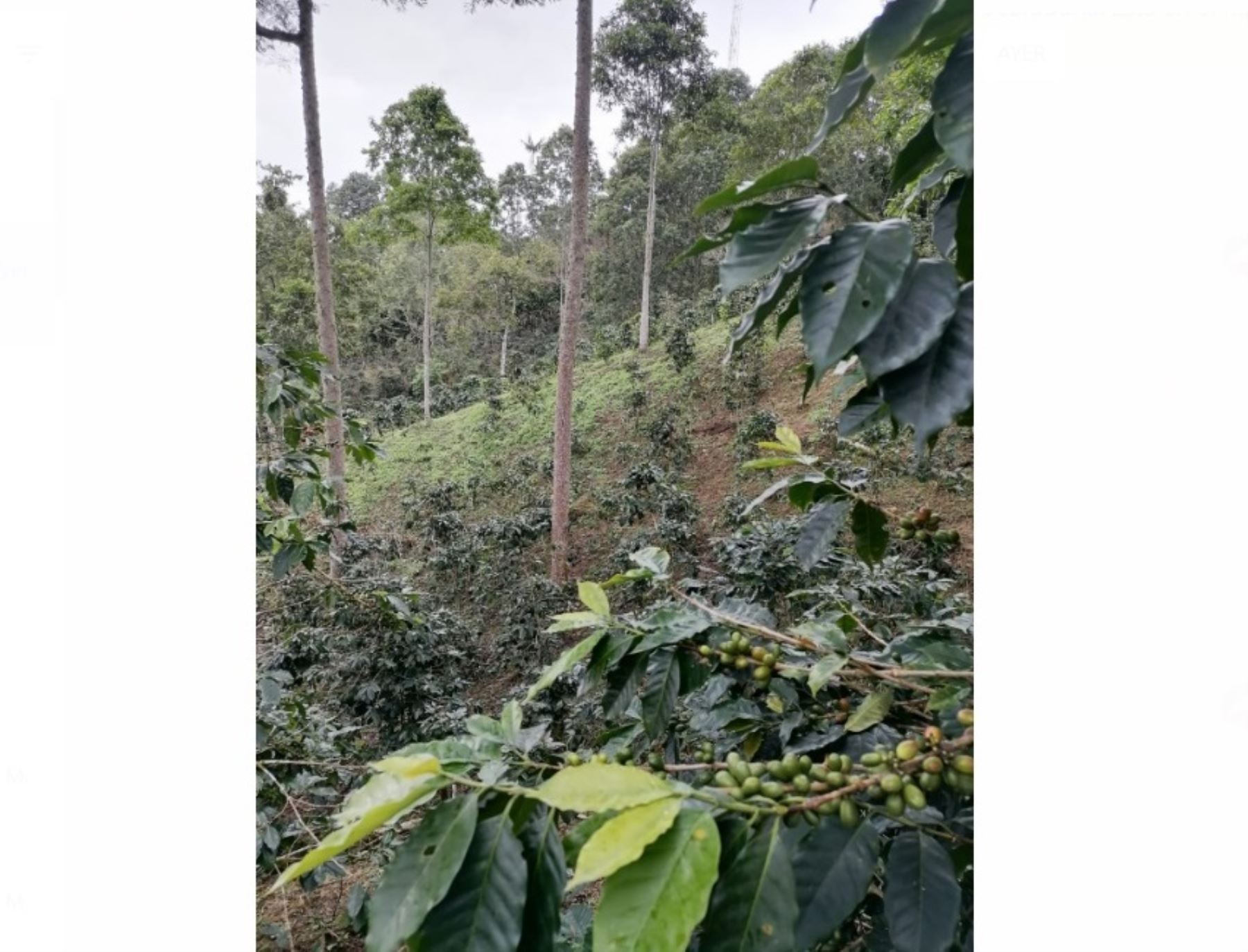 San MartÃ­n: resaltan aporte de sistema agroforestal en desarrollo compatible con el bosque