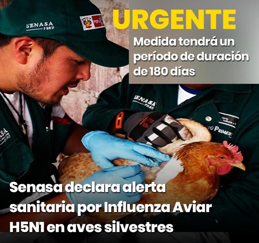 Minsa emite alerta epidemiológica ante potencial riesgo de infección de influenza aviar entre humanos y aves silvestres
