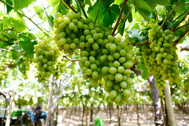 La agricultura peruana: Valor en tiempos de pandemia