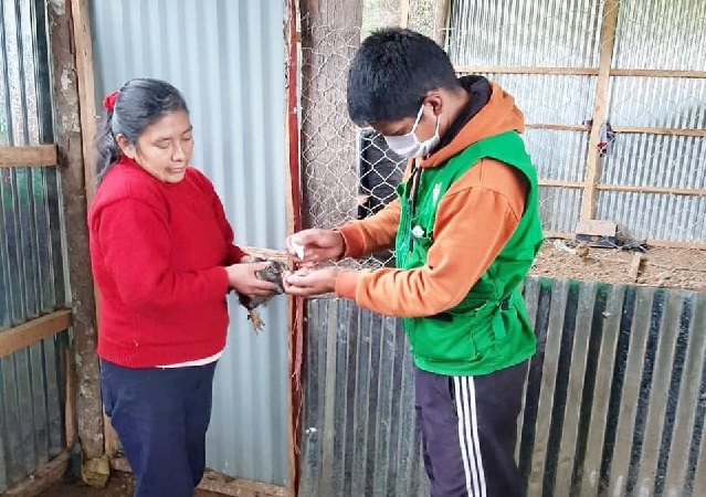 Agencia Agraria Luya desarrolló campaña de vacunación para aves de corral en Longuita