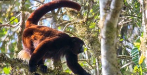 Mono choro de cola amarilla vuelve a lista mundial de primates más amenazados: llaman a la ciudadanía a protegerlo