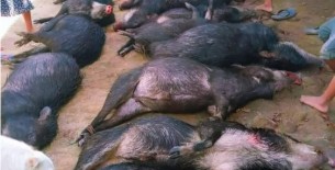 Condorcanqui: Minería ilegal provoca muerte masiva de la vida silvestre en comunidades nativas