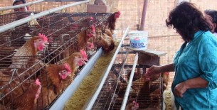 Gripe aviar: sacrifican aves de corral en Huacho y Chiclayo para evitar más contagios
