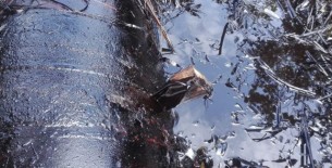 Loreto: Denuncian nuevo derrame de petróleo en el Oleoducto Norperuano