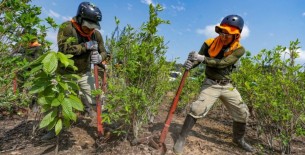 Se erradicaron más de 16,000 hectáreas de cultivos ilegales de hoja de coca durante 2023