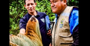 Amazonas: investigación de la UNTRM identifica corredores ecológicos para conservar al oso andino