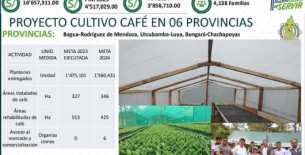 Más de 4,000 Familias se Benefician con Proyectos de Cultivo de Café en Amazonas